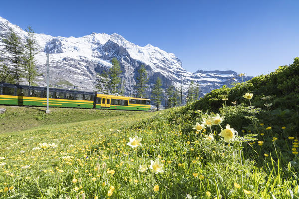 The Wengernalpbahn rack railway framed by flowers and snowy peaks Wengen Bernese Oberland canton of Bern Switzerland Europe