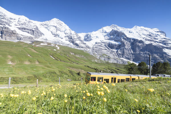 The Wengernalpbahn rack railway runs across meadows and snowy peaks Wengen Bernese Oberland canton of Bern Switzerland Europe