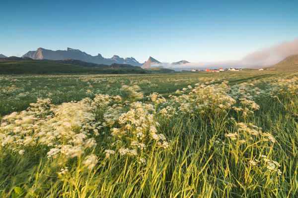 Green meadows of flowers framed by the midnight sun Fredvang Moskenesøya Nordland county Lofoten Islands Norway Europe