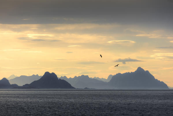Birds fly in between sky illuminated by the midnight sun and clear sea Lofoten Islands Norway Europe