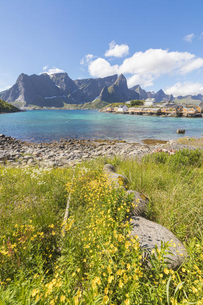 Yellow flowers in bloom frame the turquoise sea and  the fishing village of Sakrisøy Reine Lofoten Islands Norway Europe