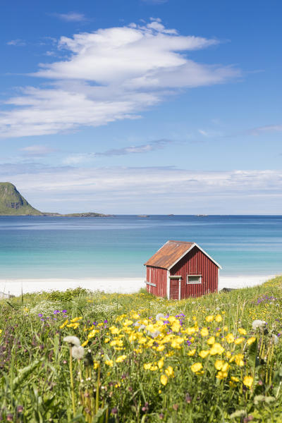 Colorful flowers on green meadows frame the typical rorbu surrounded by turquoise sea Ramberg Lofoten Islands Norway Europe