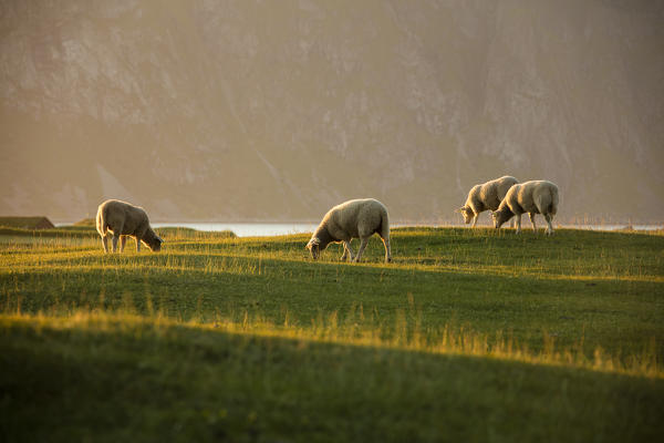 Sheep grazing in the green meadows lighted up by midnight sun Uttakleiv Lofoten Islands Northern Norway Europe