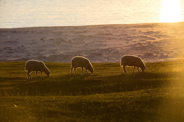 Sheep grazing in the green meadows lighted up by midnight sun reflected in sea Uttakleiv Lofoten Islands Northern Norway Europe