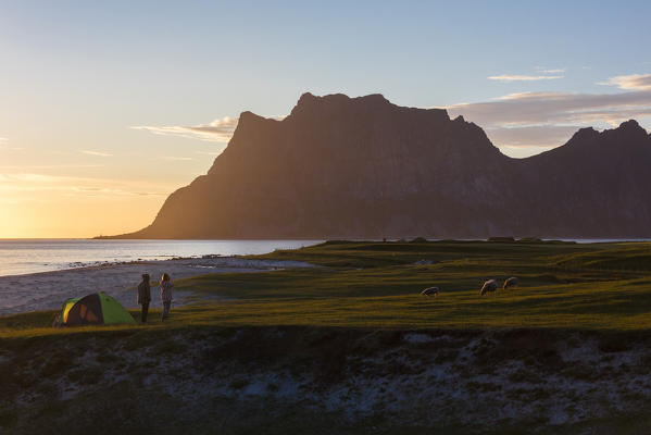 Camping tents and sheep in the green meadows lighted up by midnight sun reflected in sea Uttakleiv Lofoten Islands Norway Europe