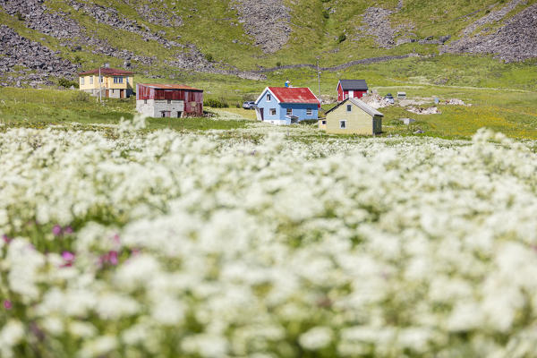 The summer bloom of white flowers frames the typical huts Vaeroy Island Nordland county Lofoten archipelago Norway Europe