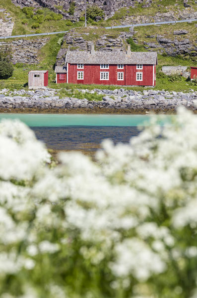 The summer bloom of white flowers frames the typical Rorbu Vaeroy Island Nordland county Lofoten archipelago Norway Europe