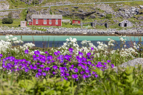 The summer bloom of flowers frames the typical Rorbu Vaeroy Island Nordland county Lofoten archipelago Norway Europe