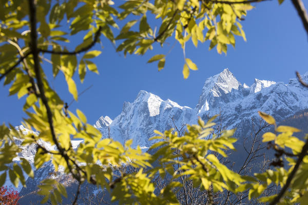 The snowy Peak Badile and Cengalo framed by colorful trees Soglio Bregaglia Valley canton of Graubünden Switzerland Europe