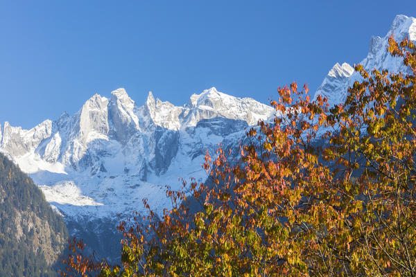 Snowy peaks of Sciore mountain range framed by colorful trees Soglio Bregaglia Valley canton of Graubünden Switzerland Europe