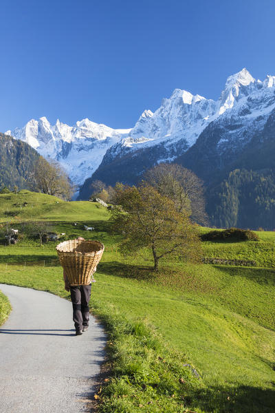 Farmer with straw basket walks through meadows and snowy peaks Soglio Bregaglia Valley canton of Graubünden Switzerland Europe