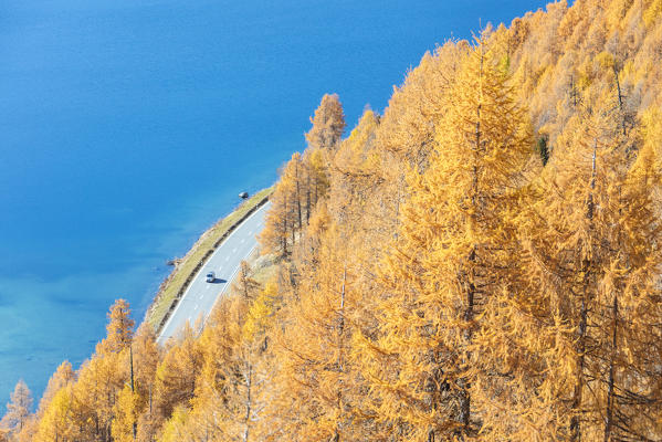 The red larches frame the turquoise water of Lake Sils Maloja Canton of Graubünden Engadine Switzerland Europe