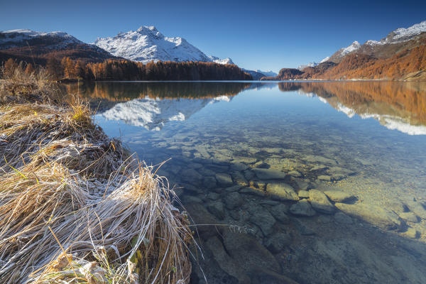 The snowy peaks and colorful woods are reflected in Lake Champfèr St.Moritz Canton of Graubünden Engadine Switzerland Europe