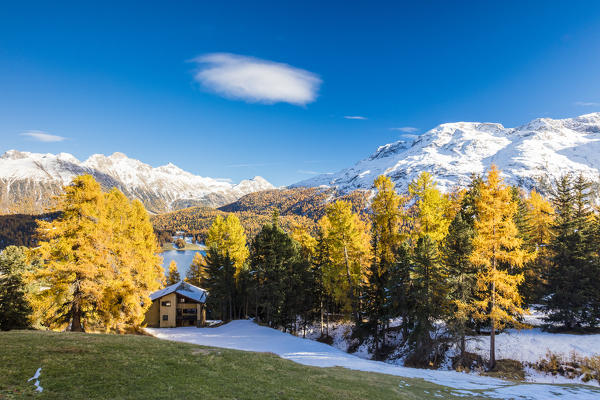 Yellow larches frame Sankt Moritz and blue lake with snowy peaks in background Canton of Graubünden Engadine Switzerland Europe