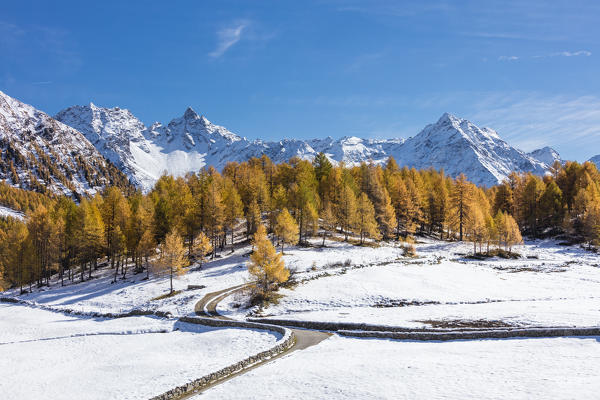 Blue sky on the snowy peaks and yellow larches Bernina Pass Poschiavo Valley Canton of Graubünden Engadine Switzerland Europe