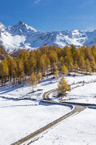 Blue sky on the snowy peaks and yellow larches Bernina Pass Poschiavo Valley Canton of Graubünden Engadine Switzerland Europe