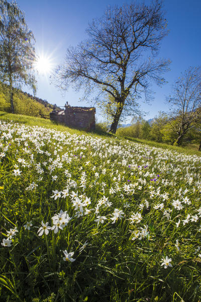 Spring bloom of daffodils in the green meadows of the Orobie Alps Dossa province of Sondrio Valtellina Lombardy italy Europe
