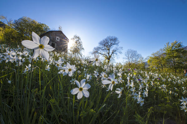 Sun shines on daffodils in bloom on green fields of the Orobie Alps Dossa province of Sondrio Valtellina Lombardy italy Europe