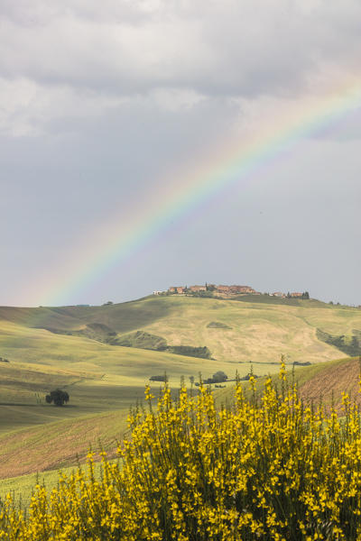 Yellow flowers and rainbow frame the green hills of Crete Senesi (Senese Clays) province of Siena Tuscany Italy Europe