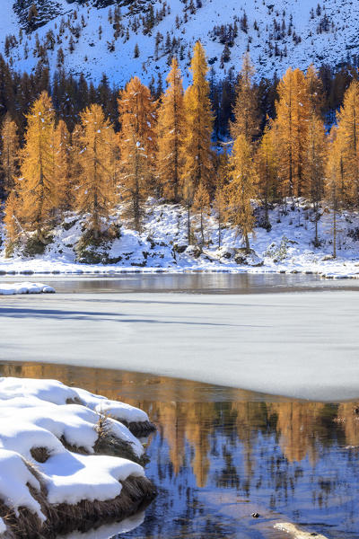 Red larches frame the frozen Lake Mufule Malenco Valley province of Sondrio Valtellina Italy Europe