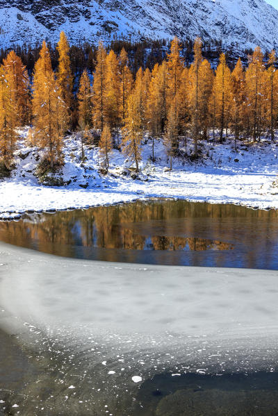 Red larches frame the frozen Lake Mufule Malenco Valley province of Sondrio Valtellina Italy Europe