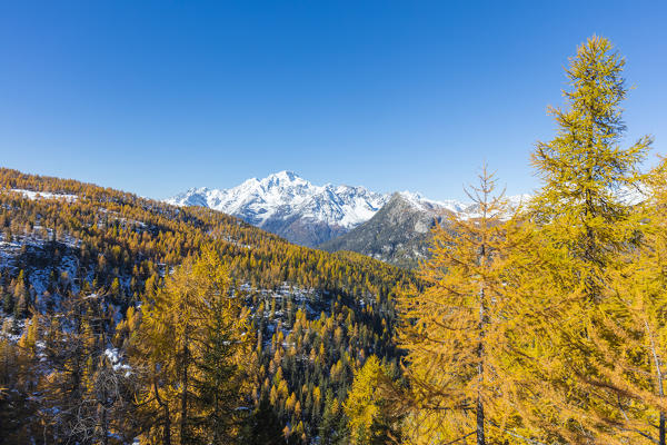 Red larches frame the snowy peak of Monte Disgrazia Malenco Valley province of Sondrio Valtellina Italy Europe