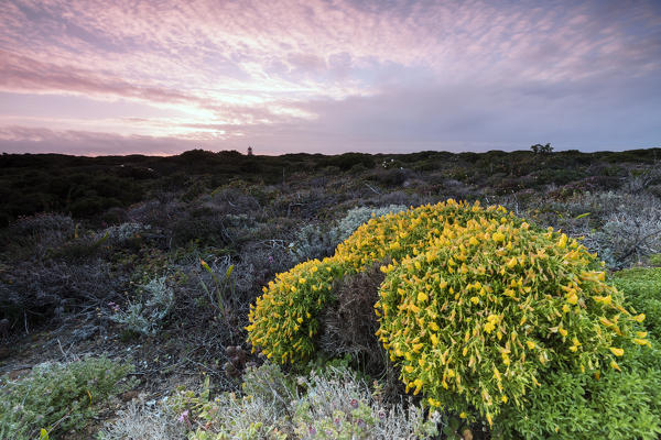 Pink sky at sunset and yellow flowers frame the lighthouse Cabo De Sao Vicente Sagres Algarve Portugal Europe