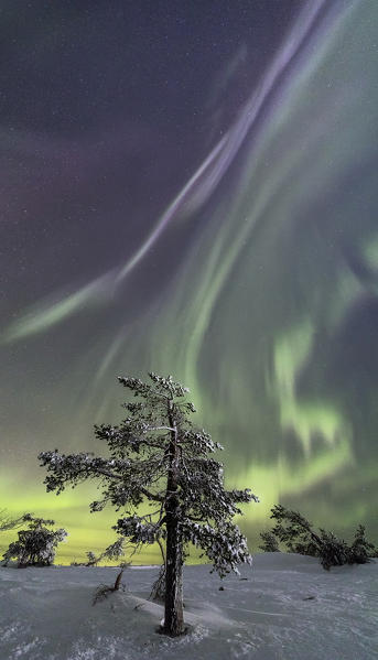 Panorama of snowy woods and frozen trees framed by Northern lights and stars Levi Sirkka Kittilä Lapland region Finland Europe