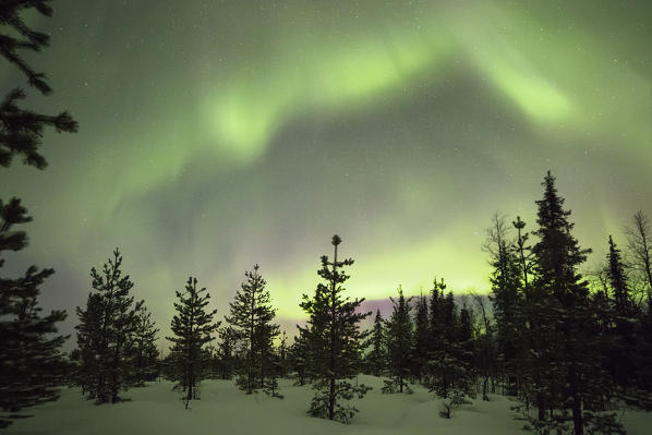 Colorful lights of the Aurora Borealis and starry sky on the snowy woods Levi Sirkka Kittilä Lapland region Finland Europe