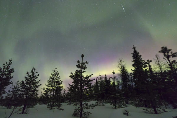 Colorful lights of the Aurora Borealis and starry sky on the snowy woods Levi Sirkka Kittilä Lapland region Finland Europe