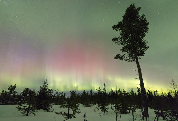 Colorful lights of the Aurora Borealis and starry sky on the snowy woods Levi Sirkka Kittilä Lapland region Finland Europe