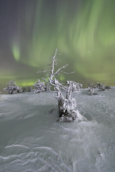 Northern lights on the frozen trees in the snowy woods Levi Sirkka Kittilä Lapland region Finland Europe