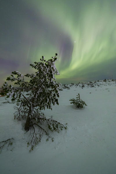 Snowy woods and frozen trees framed by Northern lights and stars Levi Sirkka Kittilä Lapland region Finland Europe