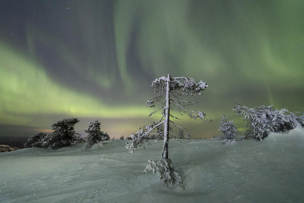 Northern lights and starry sky on the frozen tree in the snowy woods Levi Sirkka Kittilä Lapland region Finland Europe