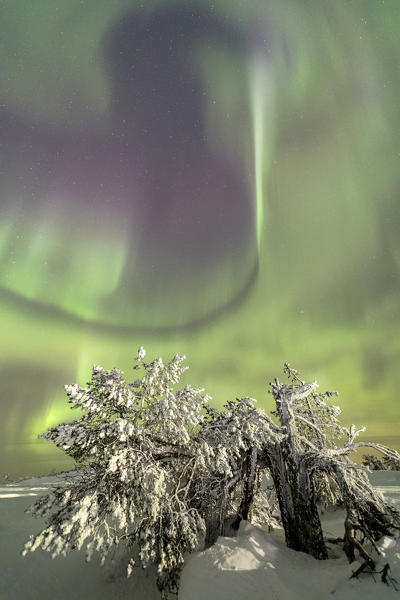 Northern lights and starry sky on the snowy landscape and the frozen trees Levi Sirkka Kittilä Lapland region Finland Europe