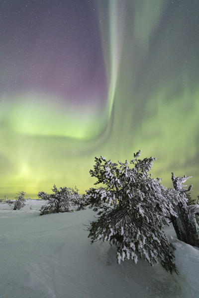 Northern lights and starry sky on the snowy landscape and the frozen trees Levi Sirkka Kittilä Lapland region Finland Europe