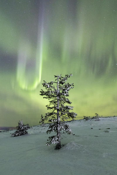 Northern lights and starry sky on the snowy landscape and the frozen trees Levi Sirkka Kittilä Lapland region Finland Europe