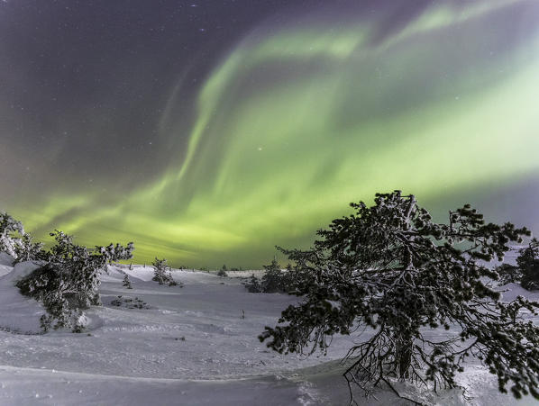 Panorama of snowy woods and frozen trees framed by Northern lights and stars Levi Sirkka Kittilä Lapland region Finland Europe