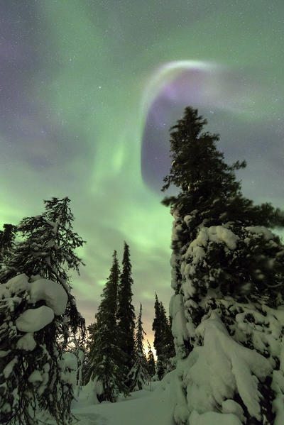 Green lights of the Aurora Borealis on the snowy woods Pallas Yllästunturi National Park Lapland region Finland Europe