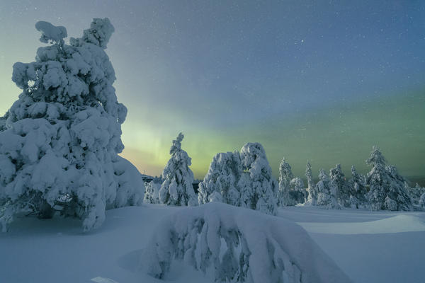 Frozen trees in snowy woods framed by starry sky in the cold polar night Ruka Kuusamo Ostrobothnia region Lapland Finland Europe