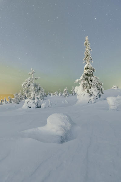 Frozen trees in snowy woods framed by starry sky in the cold polar night Ruka Kuusamo Ostrobothnia region Lapland Finland Europe