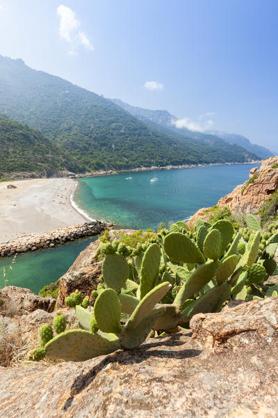 Prickly pears on the rocks frame the turquoise sea and beach Porto Southern Corsica France Europe