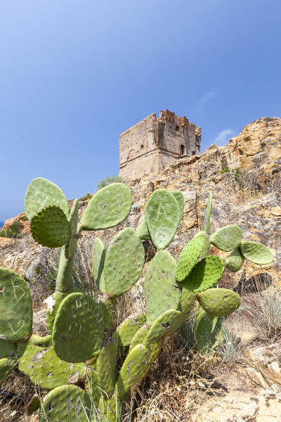 Prickly pears frame the ancient Genoese tower built as fortress of defense  Porto Southern Corsica France Europe