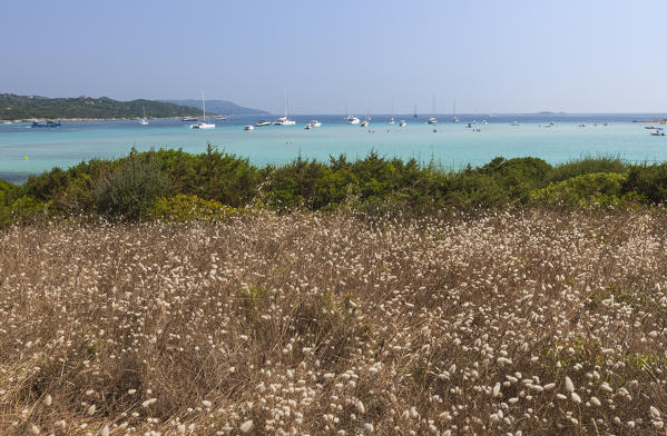 Flowers in the inland frame the turquoise sea in summer Sperone Bonifacio South Corsica France Europe