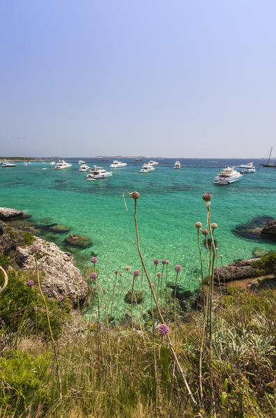 Flowers and grass of the inland frame the speed boats moored in the turquoise sea Sperone Bonifacio South Corsica France Europe