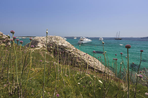 Flowers and grass of the inland frame the yachts moored in the turquoise sea Sperone Bonifacio South Corsica France Europe