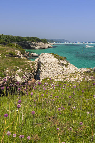 Flowers and grass of the inland frame the turquoise sea in summer Sperone Bonifacio South Corsica France Europe