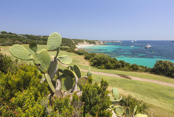Prickly pears and green meadows of golf course  frame the turquoise sea Sperone Bonifacio South Corsica France Europe