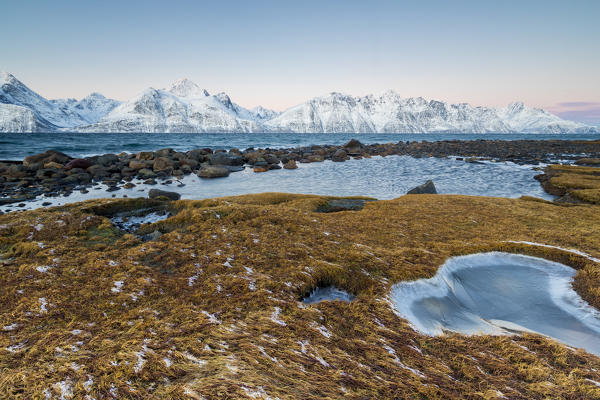 Grass covered with ice frames the frozen sea surrounded by snowy peaks at dawn Djupvik Lyngen Alps Tromsø Norway Europe
