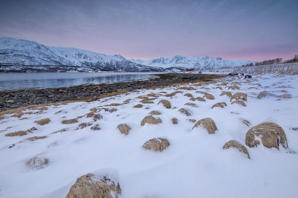Panorama of pink sky at dawn on snowy fields and wooden hut surrounded by frozen sea Svensby Lyngen Alps Tromsø Norway Europe